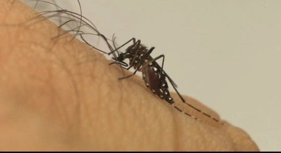 Estado de São Paulo chega a 91 mortes por dengue